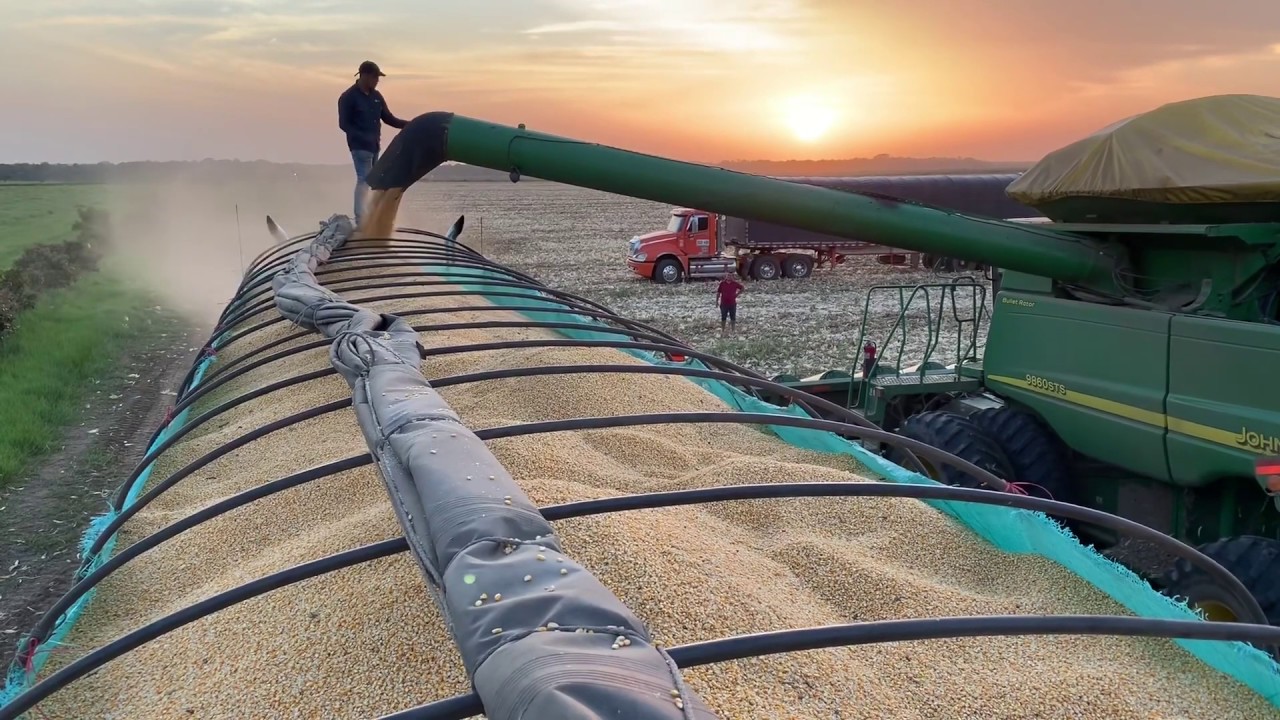 Cosechando Maiz Amarillo Dekalb vt3pro 7088