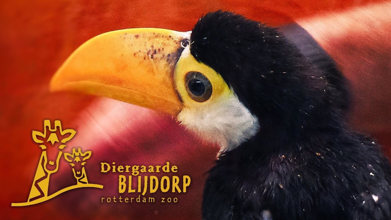 Diergaarde Blijdorp Rotterdam Zoo - Vilin Travel