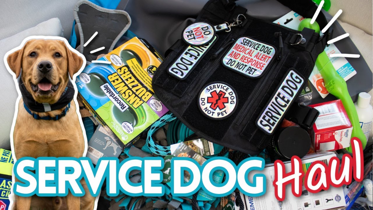 Huge Service Dog Haul