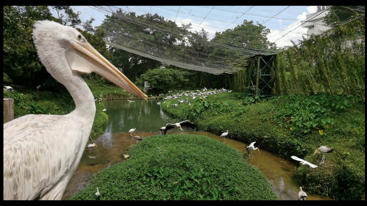 [ 4K ] Walk at KL Bird Park