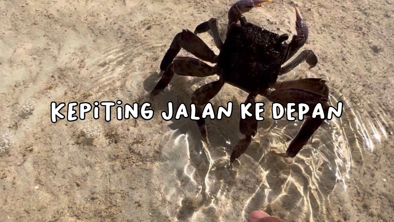 Mencari kepiting, kerang, siput, dan ikan saat air laut surut