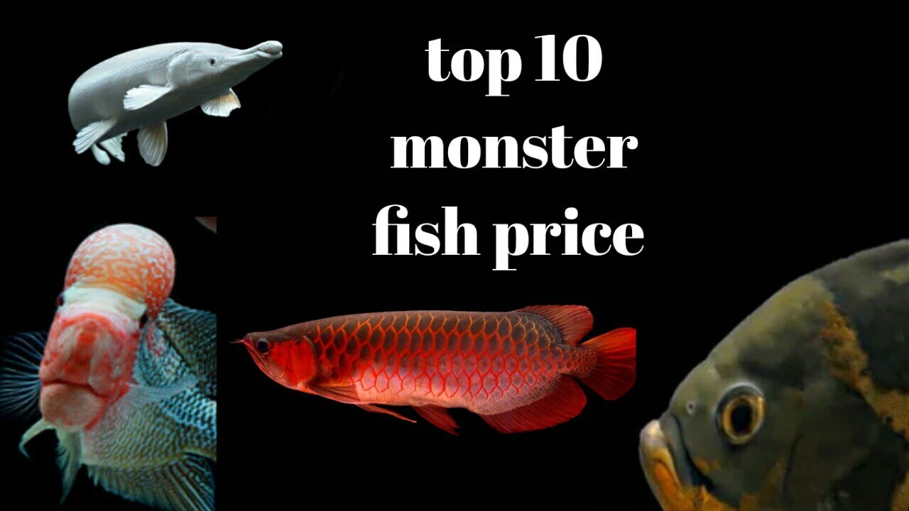 Top 10 monster fish  price in srilankan aquariums