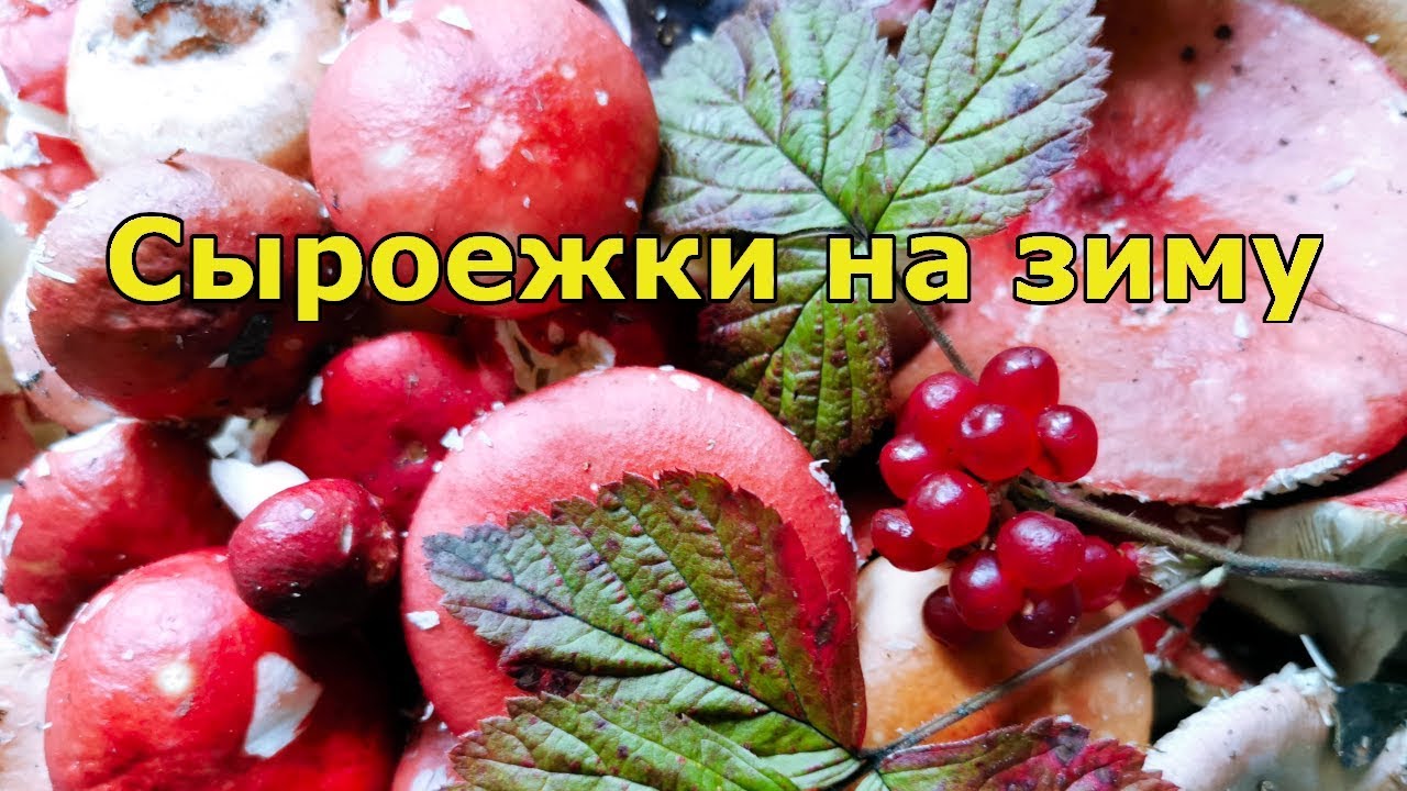 Как солить сыроежки на зиму