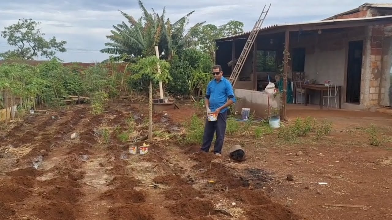 PLANTANDO  MILHO APRENDA COMO PLANTAR DA FORMA CORRETA