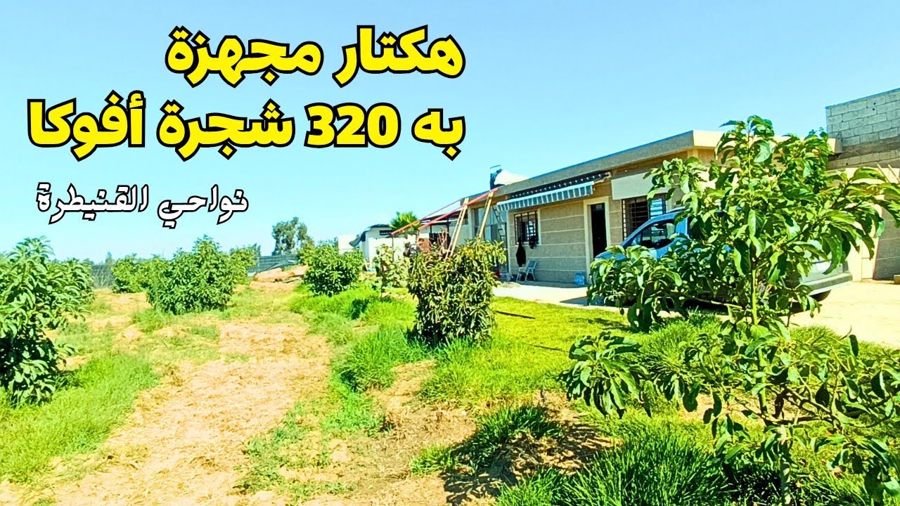 هكتار مجهز به 320 شجرة أفوكا بمنطقة الفوارات نواحي القنيطرة 