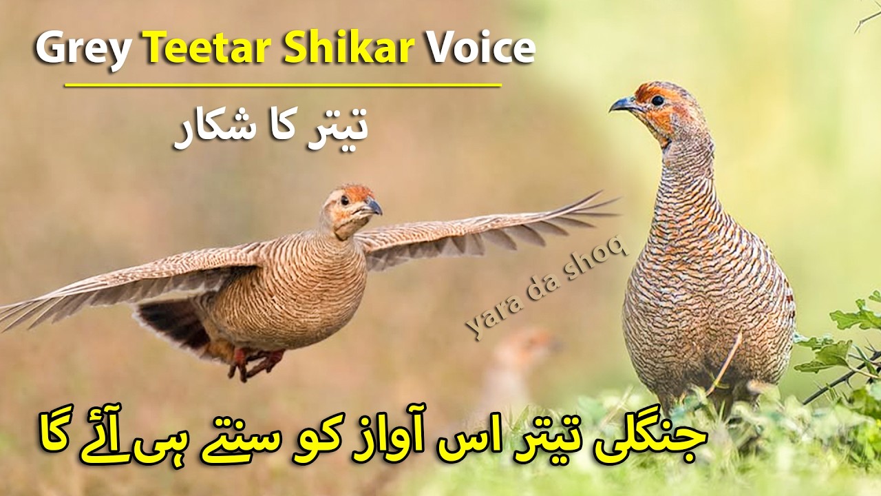 Grey Teetar Shikar Voice | Junglee Teetar Awaz Sunty hi Aye ga | Francolin Hunting Voice