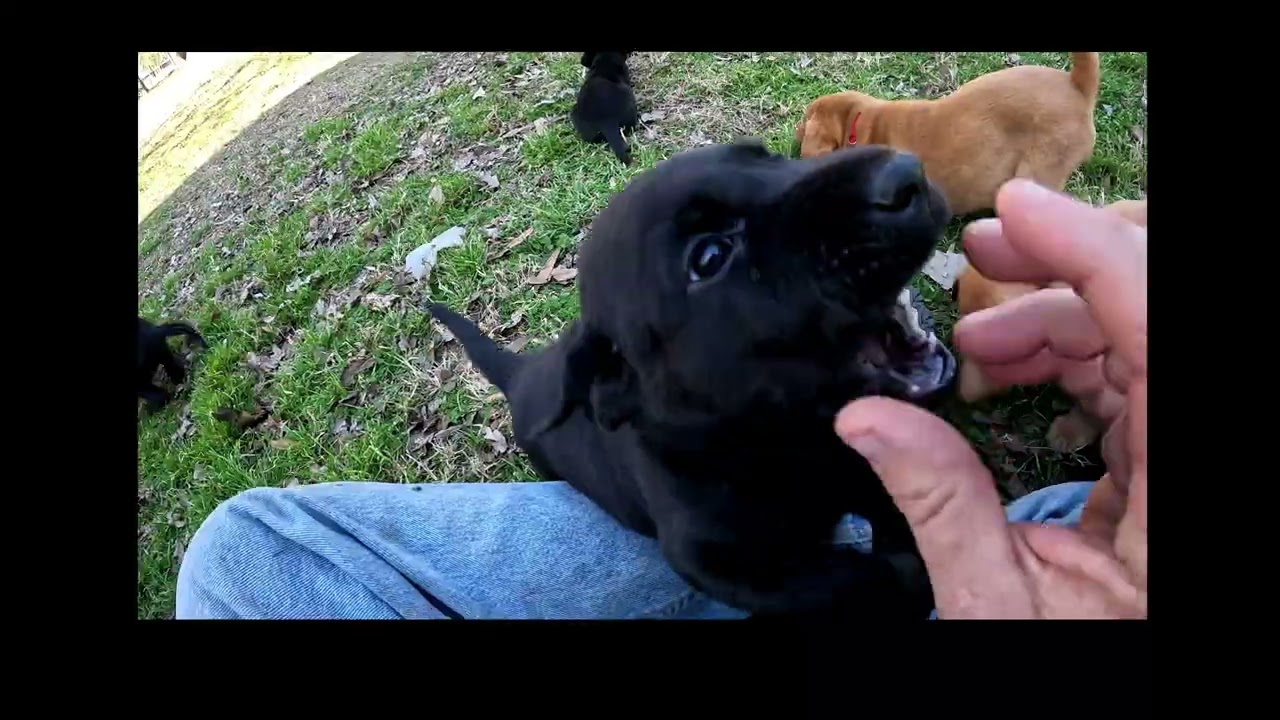 Jolene & Alani's puppies 2 12 26