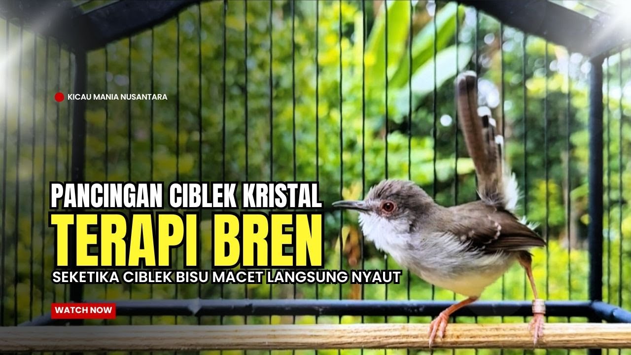 Burung Ciblek SEMI Gacor NGEBREN Untuk Pancingan Ciblek dan MASTERAN BURUNG Kesayangan Anda