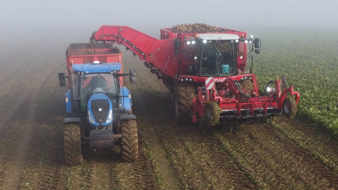 Arrachage de betteraves 2021 | Vervaet Q616 | New Holland T7 245/195 s