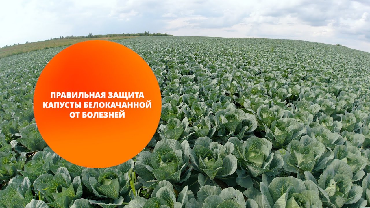 Как защитить капусту от болезней легко!