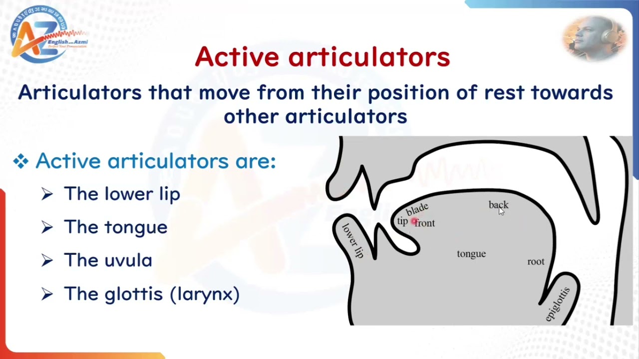 “Your Mouth at Work: Active & Passive Articulators - أعضاء النطق