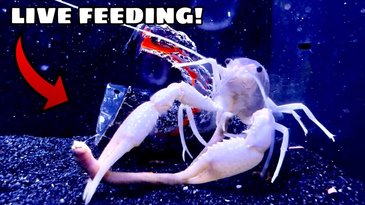 RARE White CRAYFISH Feeding