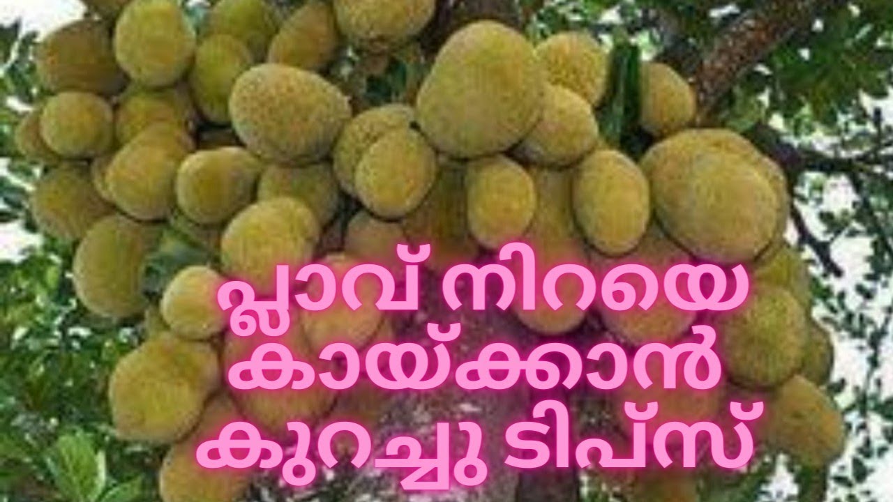 ചക്ക നിറയെ കായ്ക്കാൻ ഇത്രയേ വേണ്ടൂ