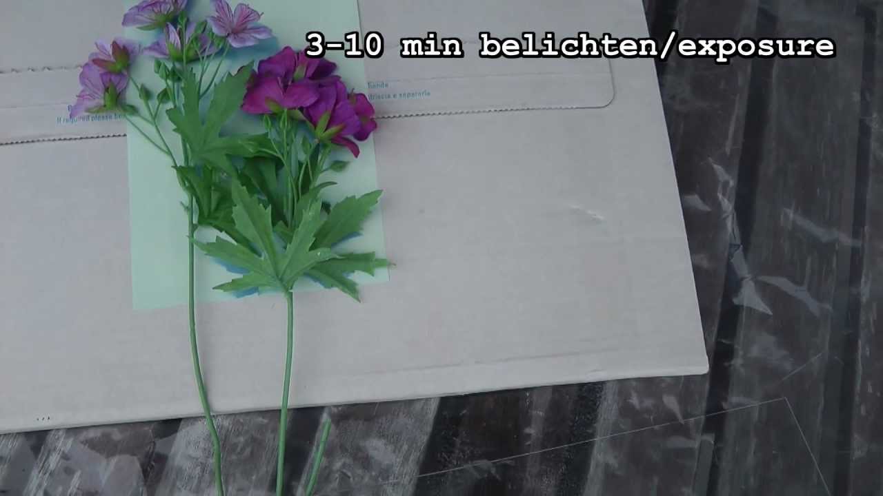 Solar-Fotopapier / Solar- Photopaper Cyanotype Prints