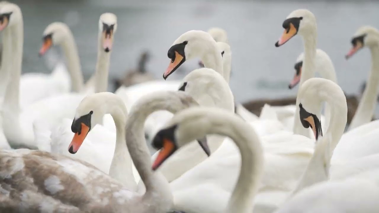 Alvaston Park, Derby - Swans, Seaguls, Ducks