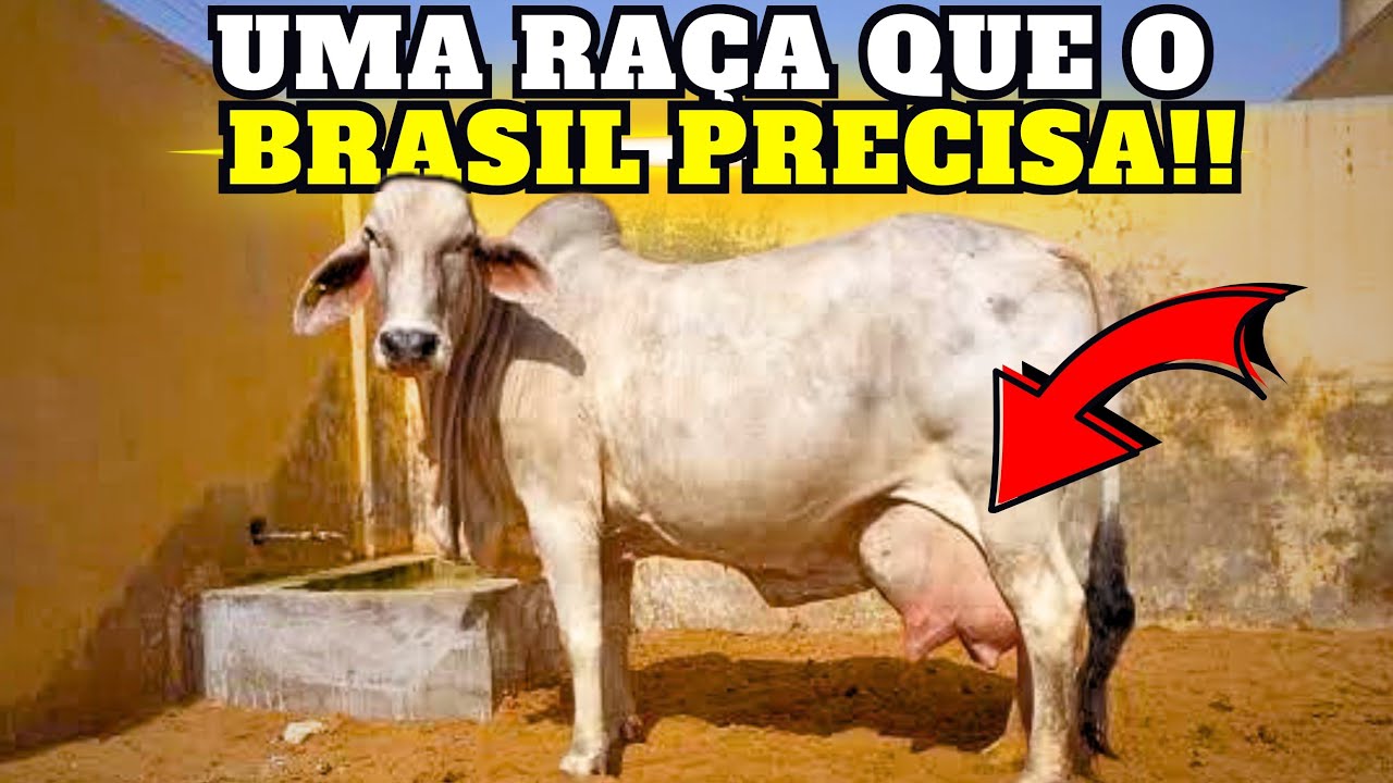 O GADO do DESERTO que PODE despertar o SEMIÁRIDO BRASILEIRO?