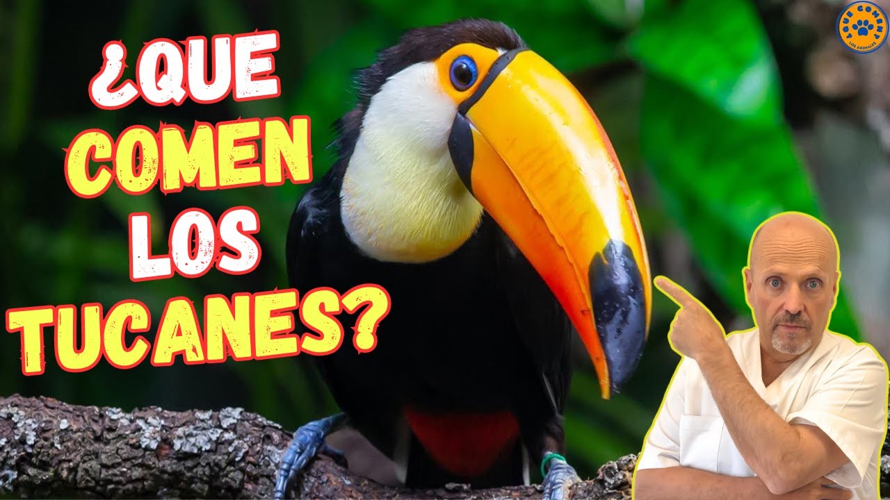 💝 ¿QUÉ COMEN LOS TUCANES? 💝