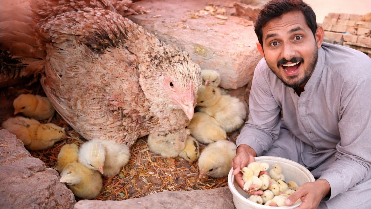 Hamari Aseel Murghi Ke Itne Sare Baby Chicks Aa Gaye 😍