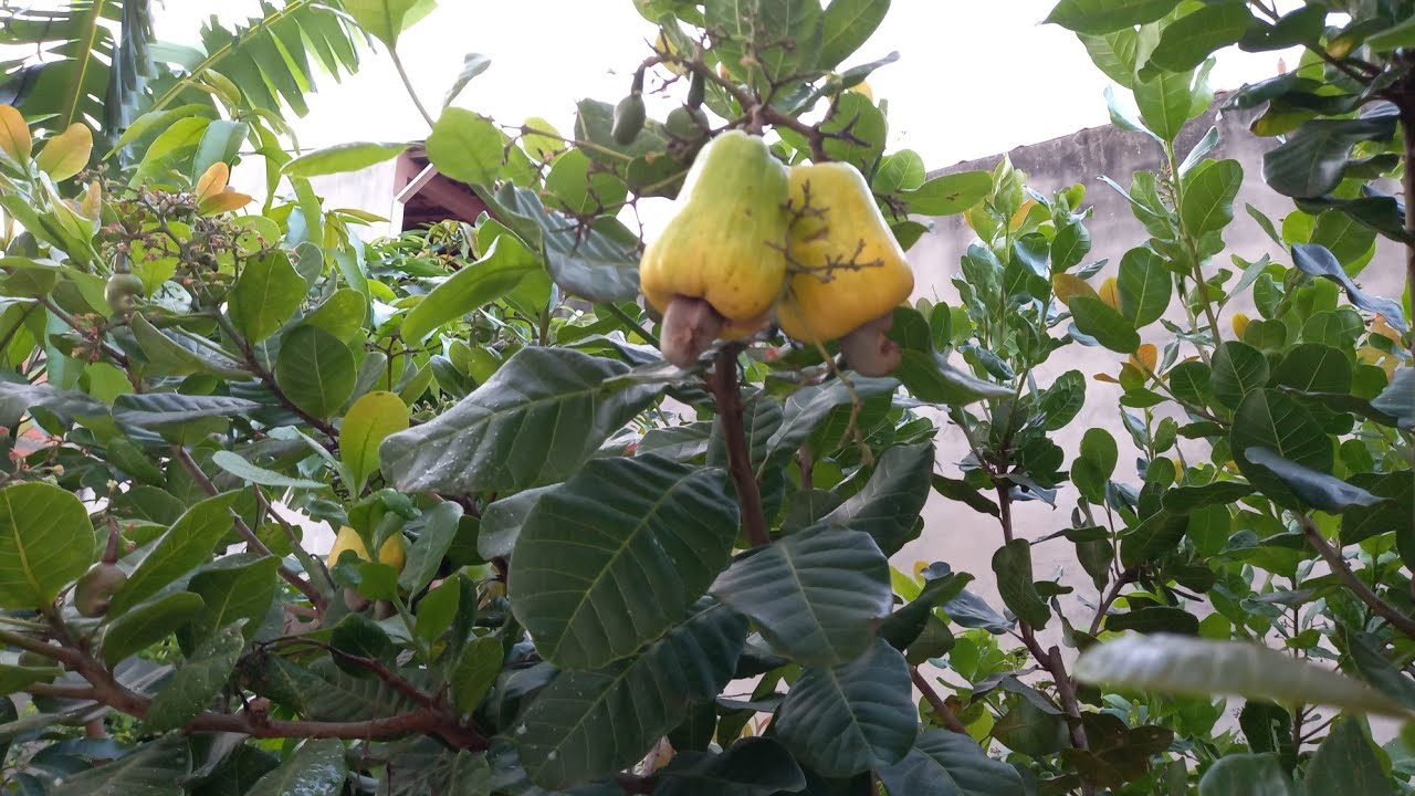 O SEGREDO PARA PRODUZIR CAJU SEM Oídio