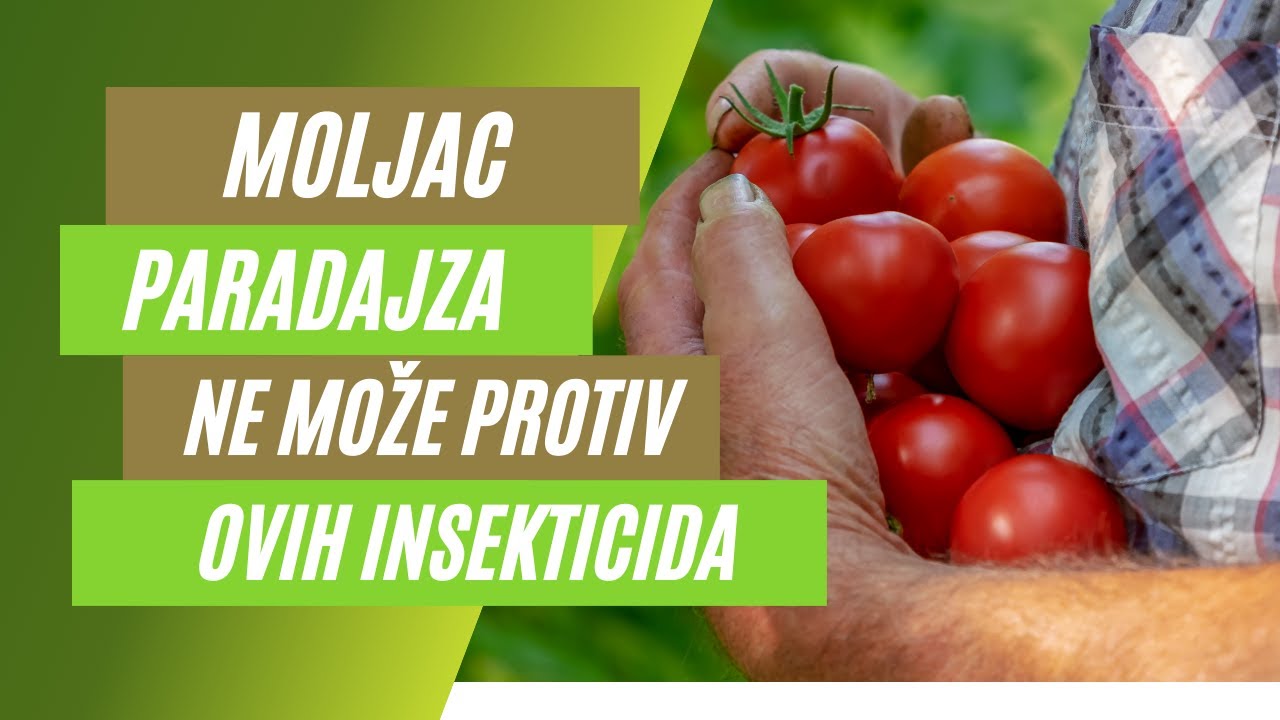 TUTA ABSOLUTA se može SUZBITI, saznajte KAKO I Agromarket ONLINE Prezentacije