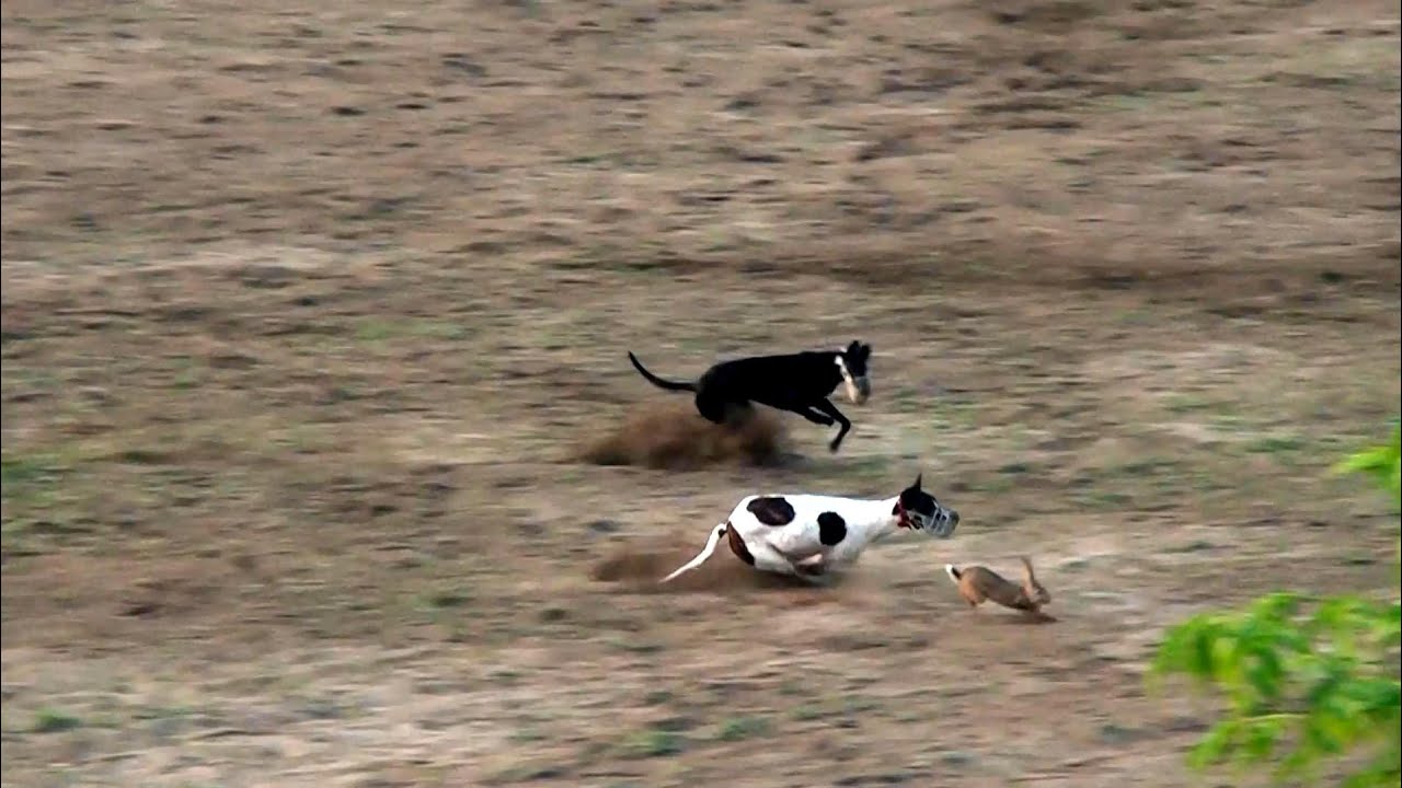 #Dog Coursing Race Round 2 Phalia Club 21 Nov 2024