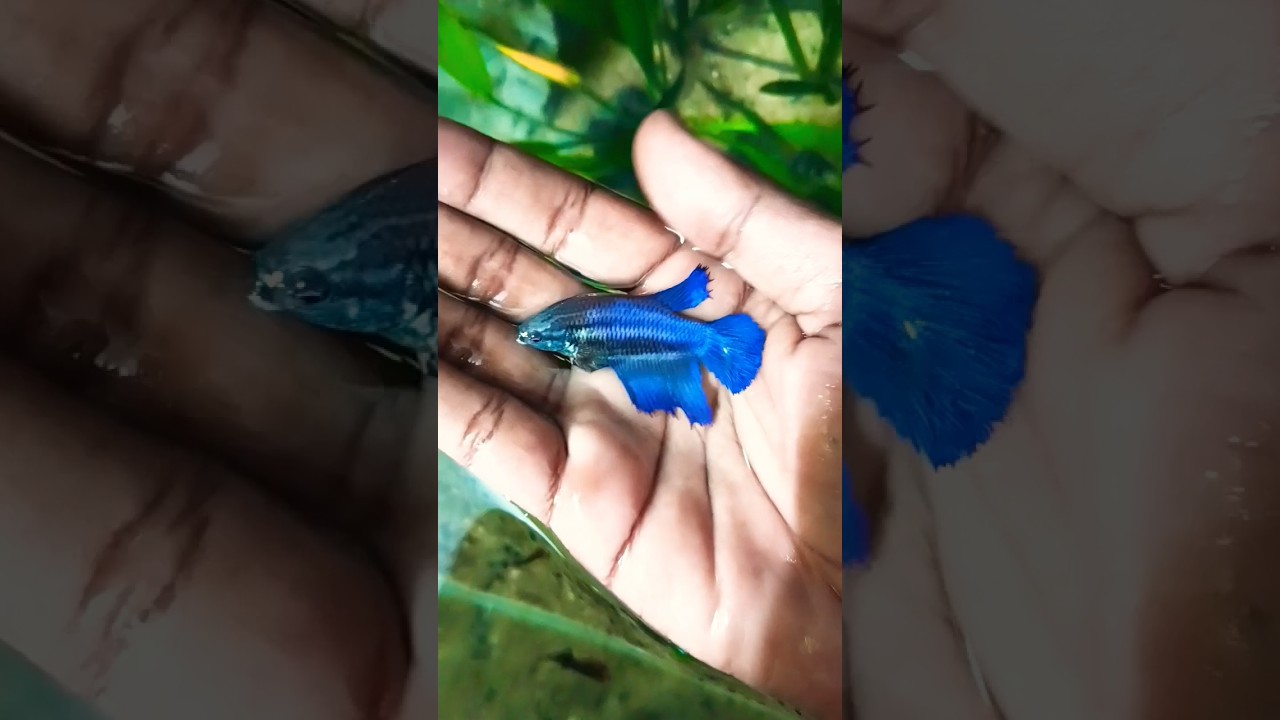 Betta fish breeding 🐠🤯 #aquarium #fish #fishtank #shorts #shortsfeed #viral #breeding #viralvideo