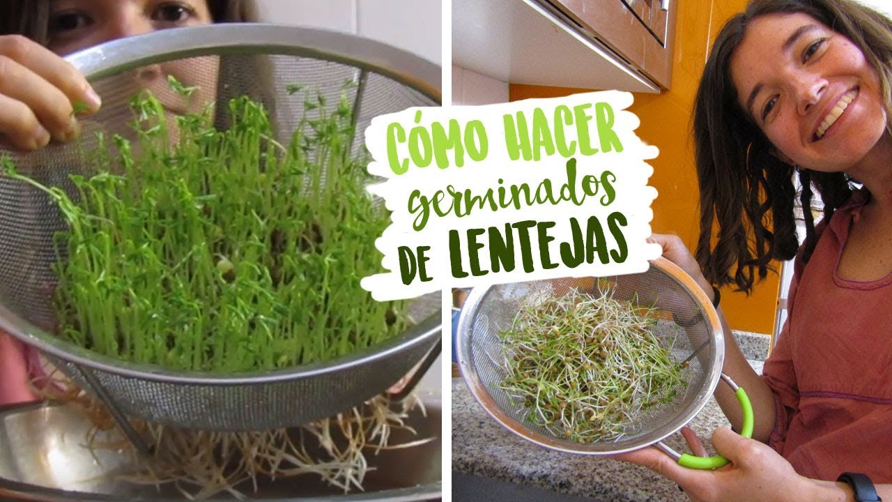 Cómo hacer germinados de lentejas | NUTRIRIANA