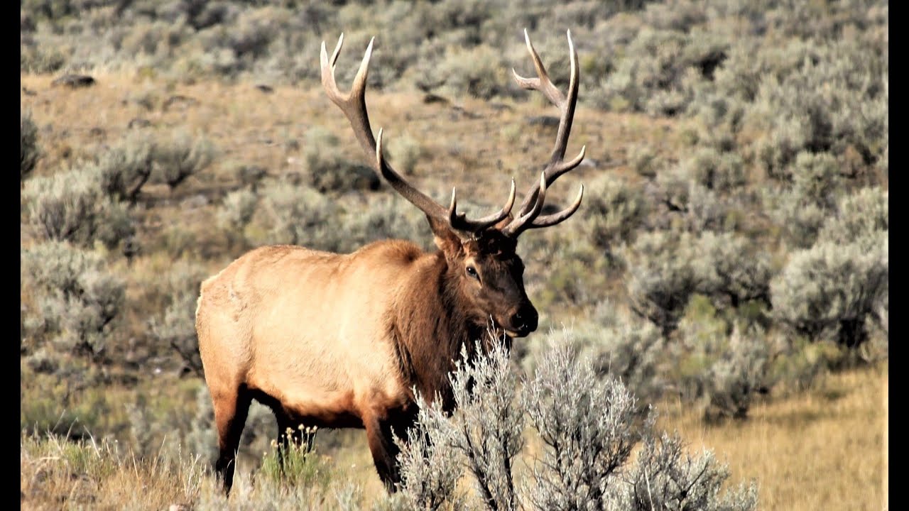Enthusiastic Elk Rut Action in Grand Teton National Park