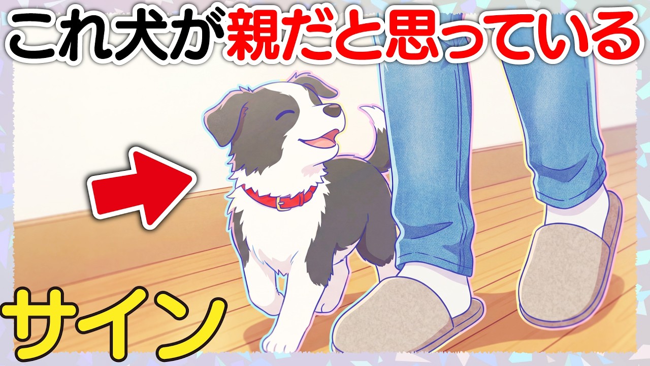 犬が飼い主を親だと思っている7つのサイン【犬雑学】