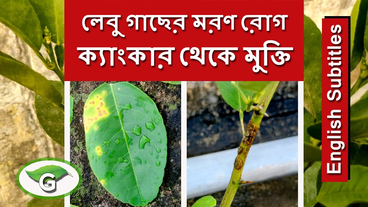 লেবু গাছের মারণ রোগ ক্যাংকার প্রতিরোধ করার পদ্ধতি | Control Treatment for Bacterial Lemon Canker