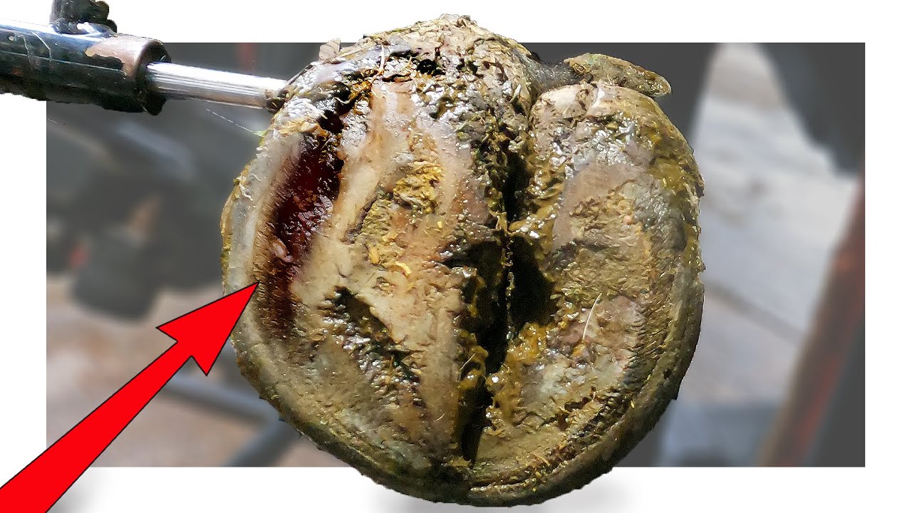 DEEP GOUGE IN GNARLY BULL'S HOOF