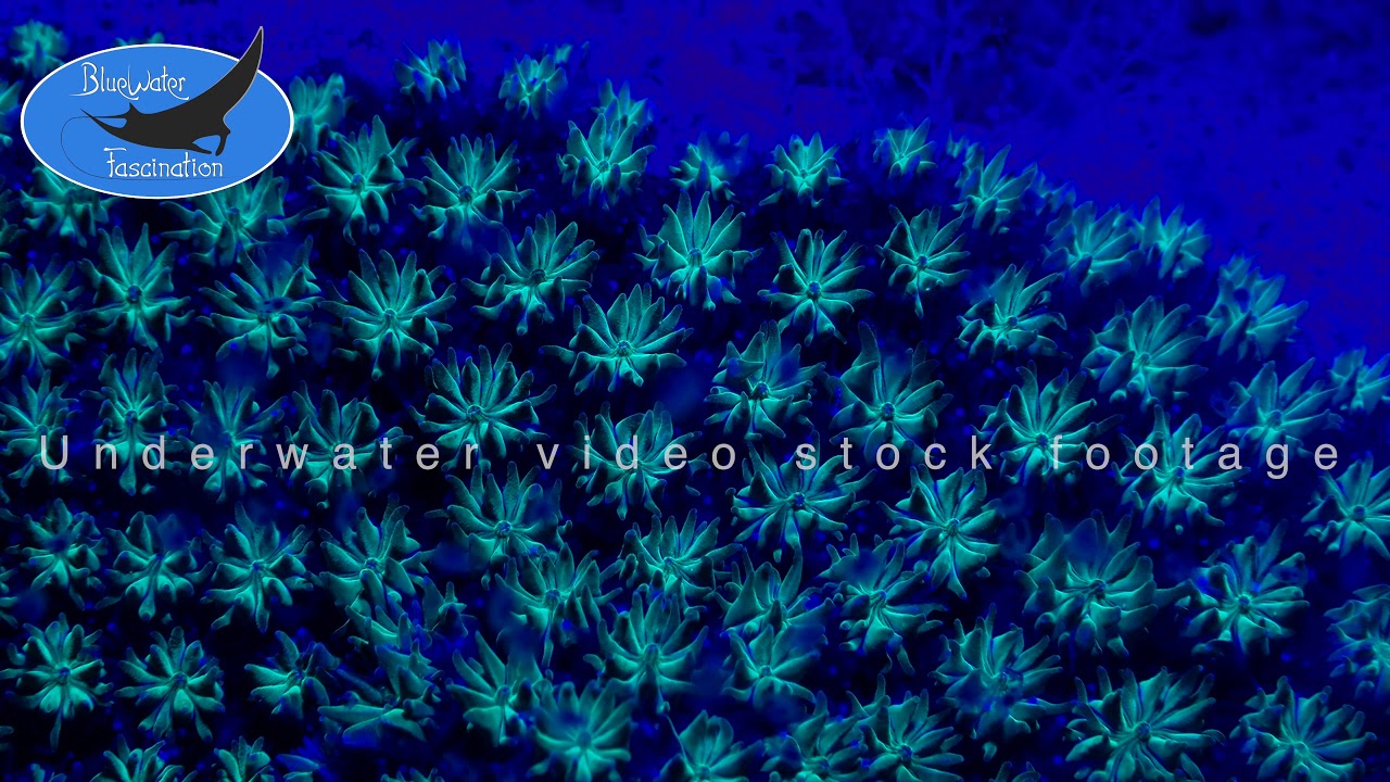 0497_fluorescent blue coral, 4K underwater video stock footage