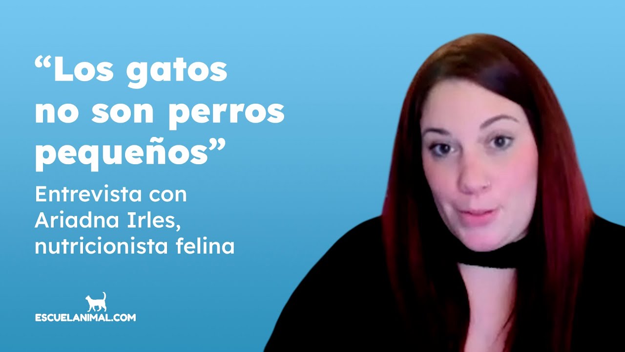 Cómo influye la alimentación en la salud y el comportamiento del gato, entrevista a Ariadna Irles