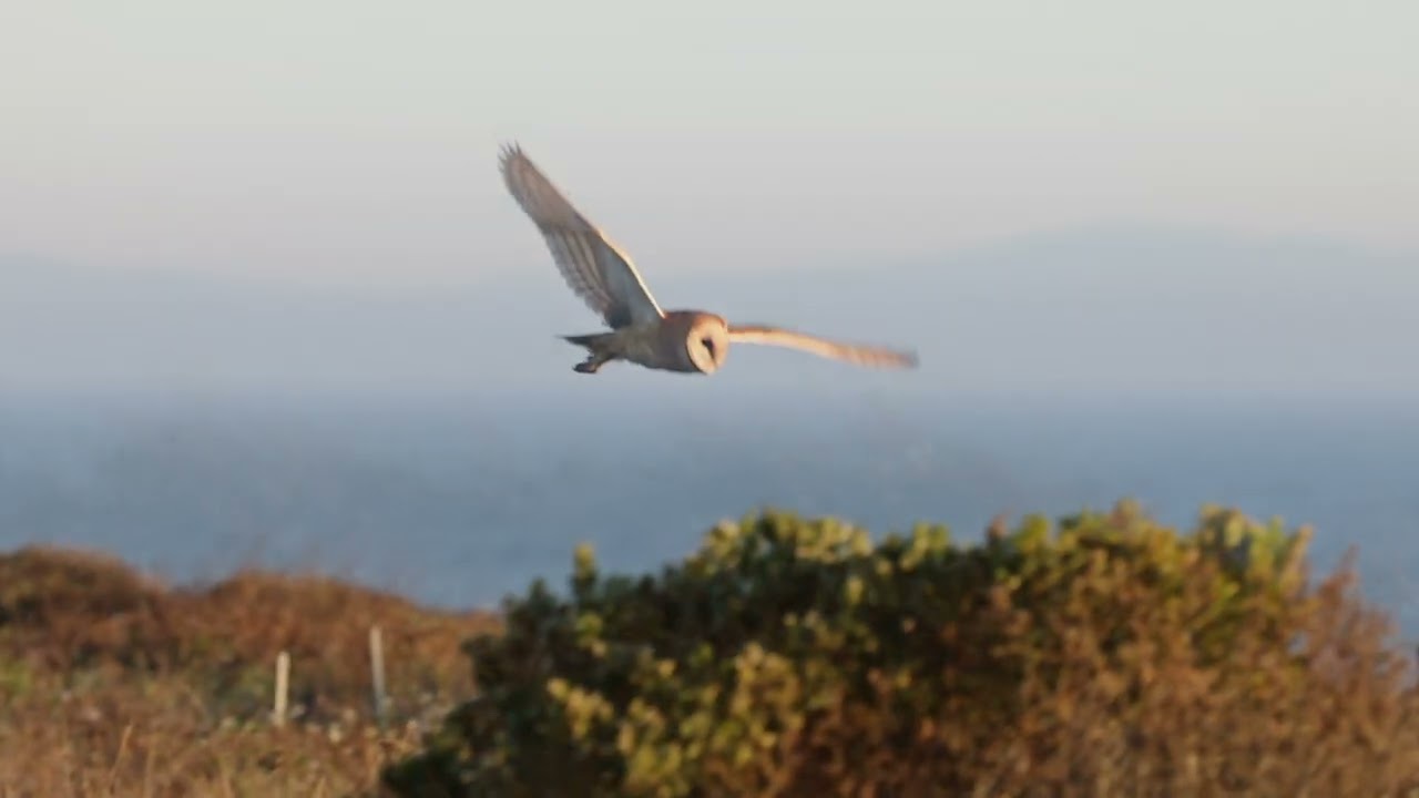 Barn Owl in Santa Cruz, CA - October 2025