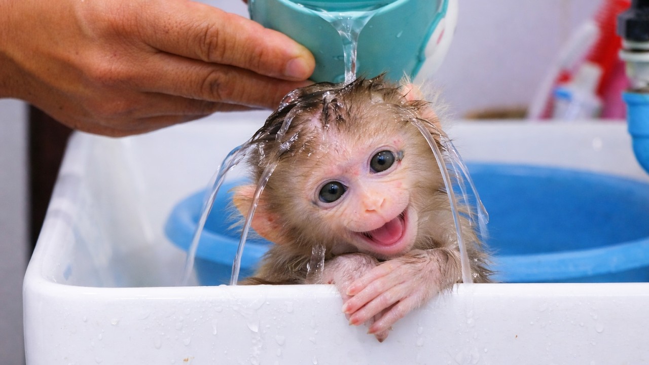 Bath time for the baby monkey Love Baby