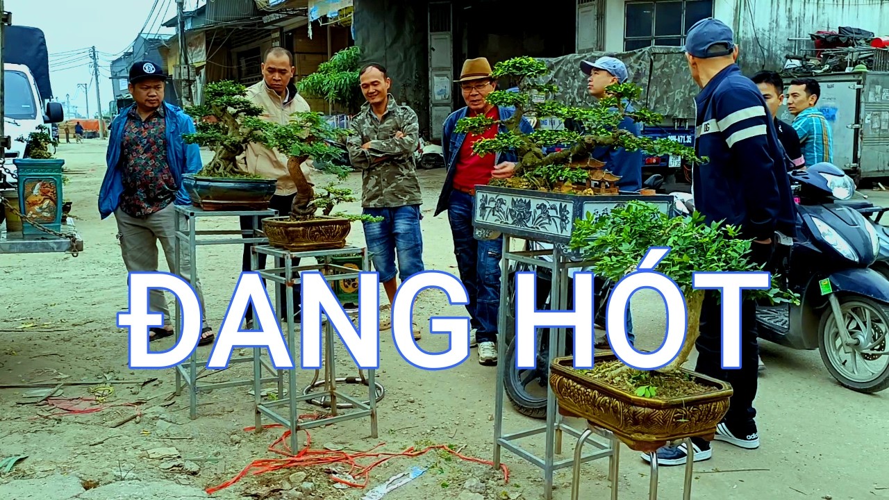 CÂY NÀY CÓ GÌ MÀ HÓT VẬY - LÚC NÀO CŨNG ĐÔNG KHÁCH HỎI - BONSAI hoa đá....