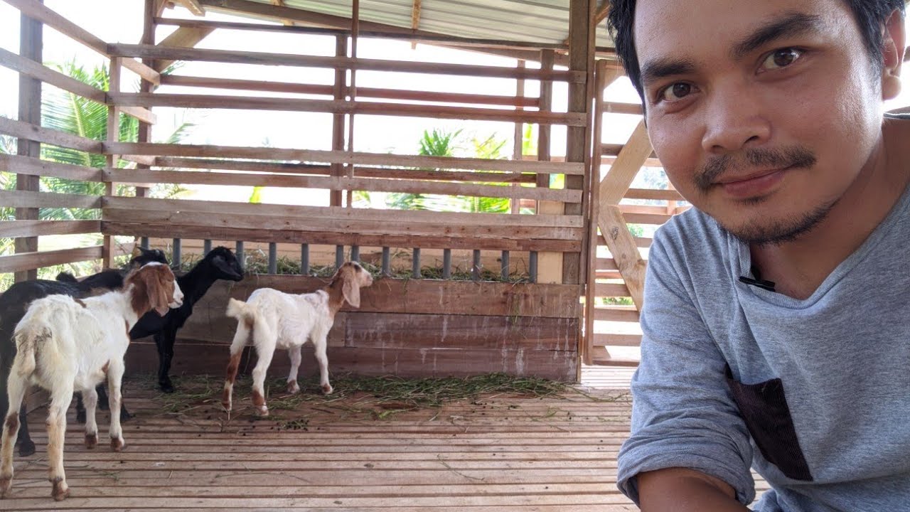 Mahal ke kos bina kandang kambing?