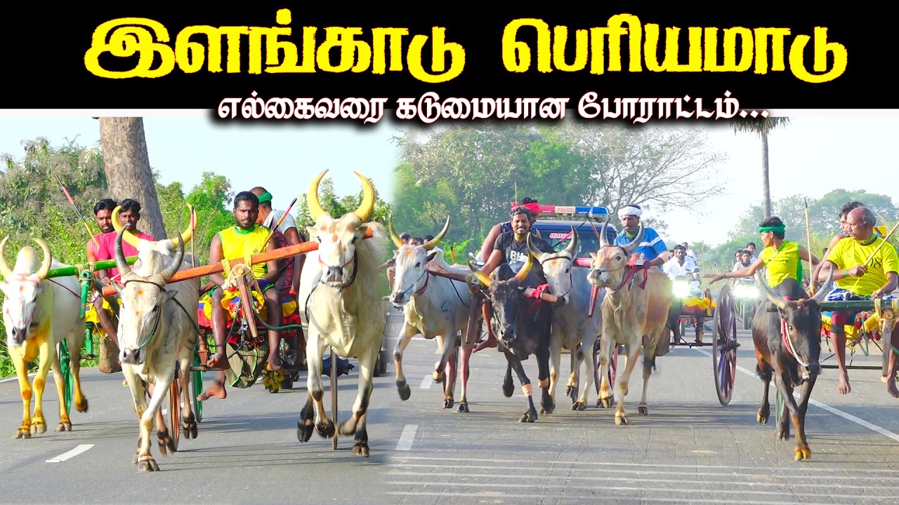 இளங்காடு பெரியமாடு பந்தயம் 22.02.2026