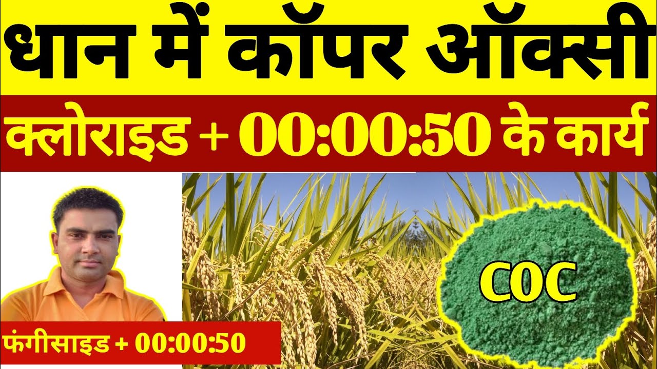 धान की फसल के सबसे अच्छे फंगीसाइड। copper oxychloride 50% wp fungicide । kasugamycin 5% ।