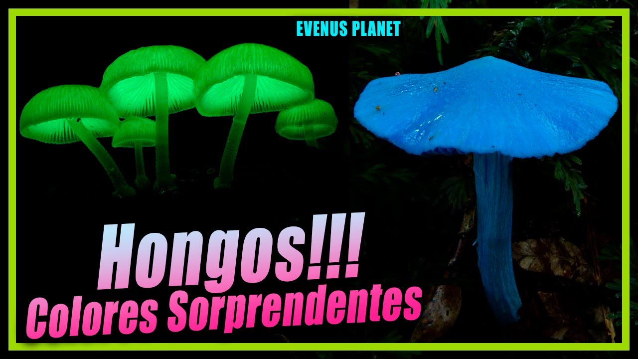 Hongos con Colores Sorprendentes - Setas (Mushrooms)