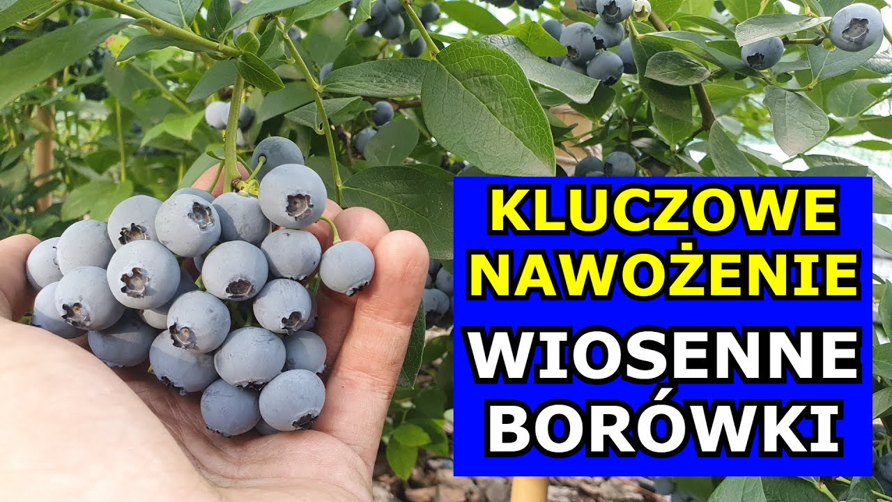 Kluczowe Nawożenie Borówki amerykańskiej Wiosenne - Jak kiedy nawozić Borówkę. Uprawa Borówek Wiosną