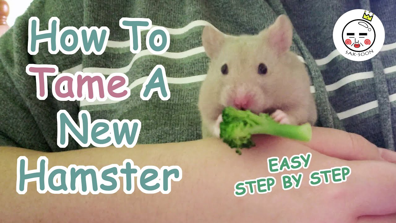 How To Tame Your Hamster