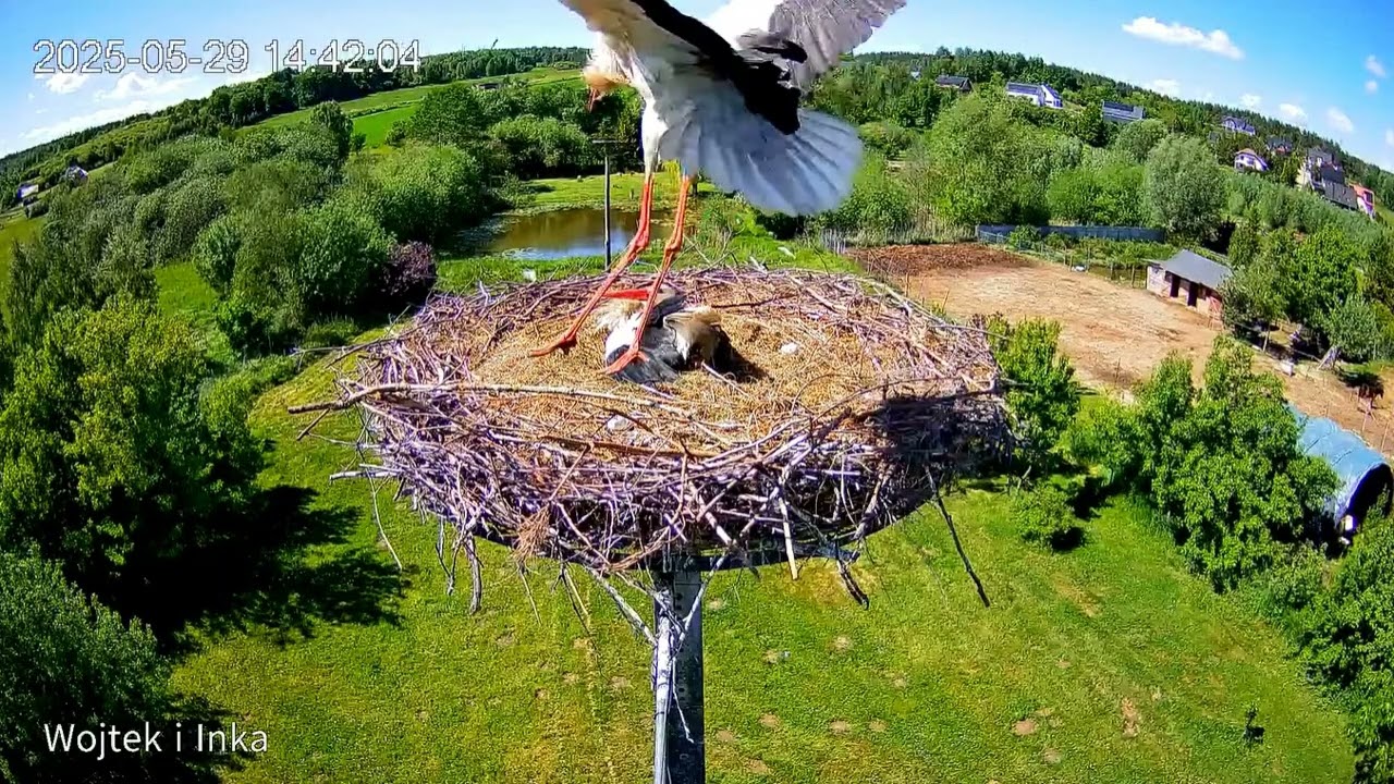 ⚠️Uwaga intruz ląduje - Bociany Lublewo -  29 05 2025