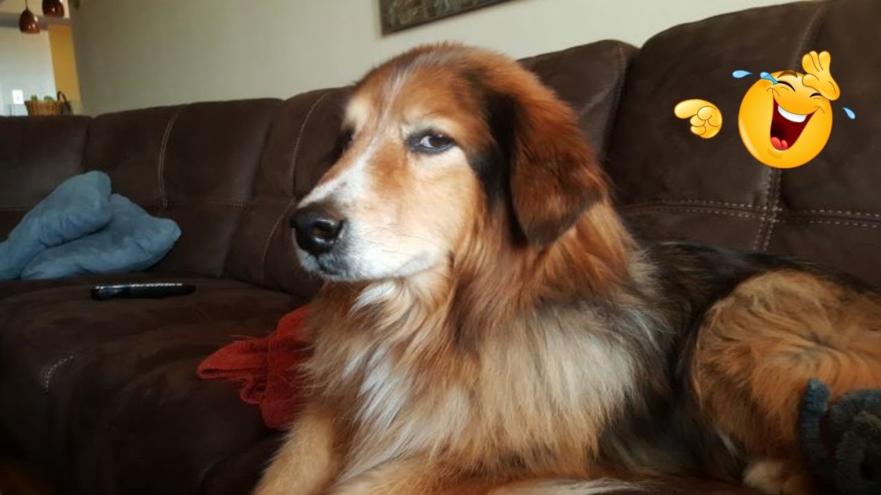 I Asked for a Dog… But Got a Full-Time Comedian Instead 😂🐶 Funniest Dog Moments Ever