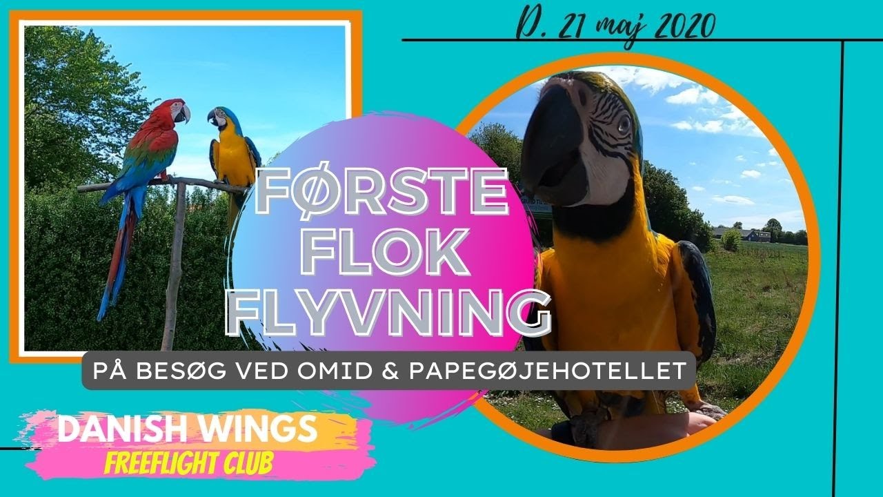 Første flok fritflyvning med 2 araer / På besøg ved Omid & papegøjehotellet.