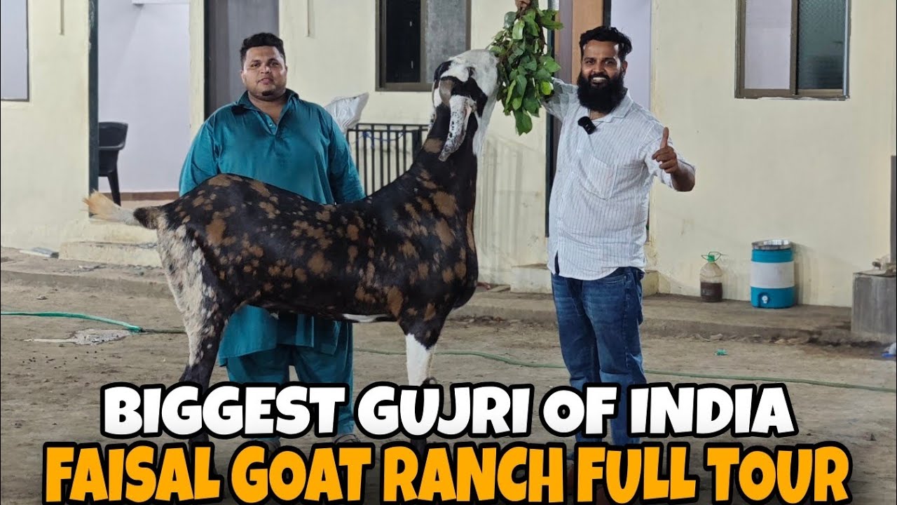 QURBANI 2025 INDIA KA SABSE BADA GUJRI BAKRA🐐 FAISAL GOAT RANCH FULLTOUR🐐💯 ♥️275+GOAT UNDER ONEROOF