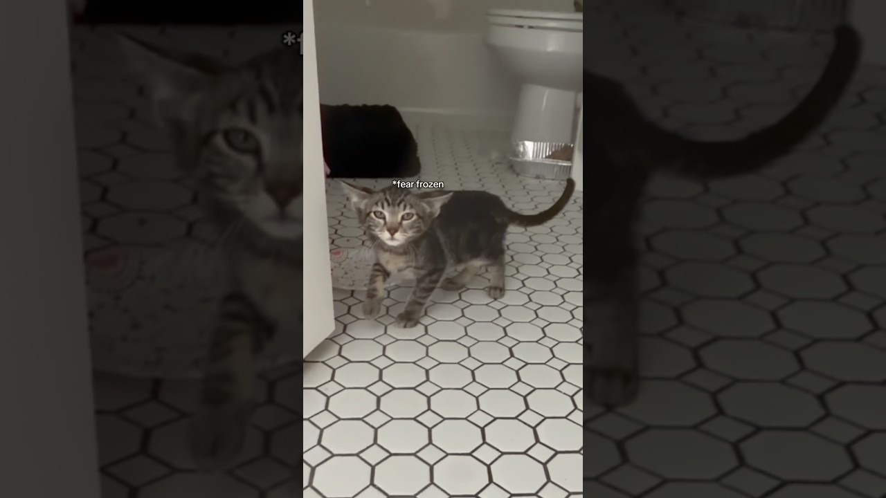Я ТАК ИМИ ГОРЖУСЬ 😭🩷 #строптивыекотята #котятанапередержке