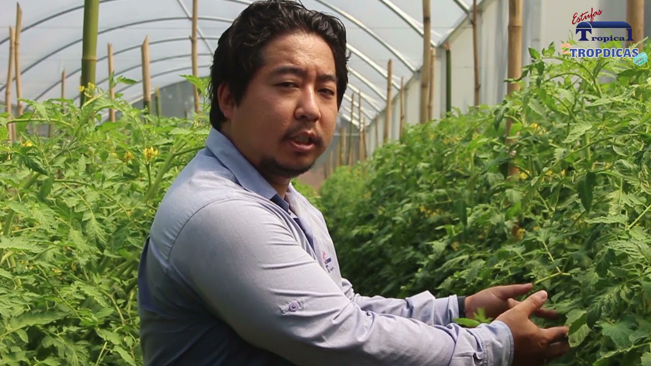 PRODUÇÃO DE TOMATE: Dicas para o Manejo Inicial do Cultivo