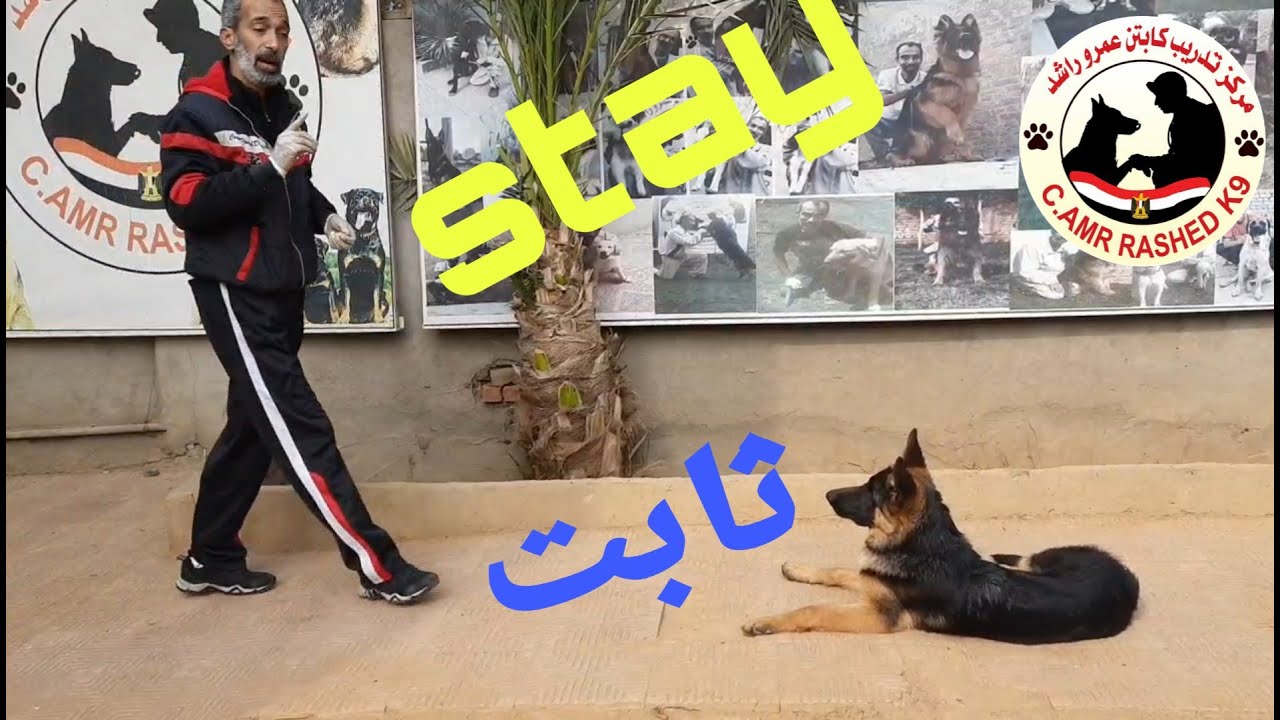 علم كلبك الثبات وعدم التحرك - stay - ثابت - مع كابتن عمرو راشد - تدريب 3