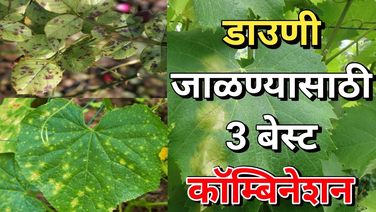 डाउणी मिल्ड्यु जाळण्यासाठी 3 बेस्ट कॅाम्बीनेशन । downy mildew control
